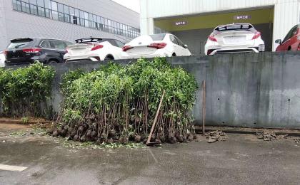 永通集團用法國冬青做綠籬