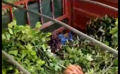 多種綠化苗木裝車發貨中（視頻）