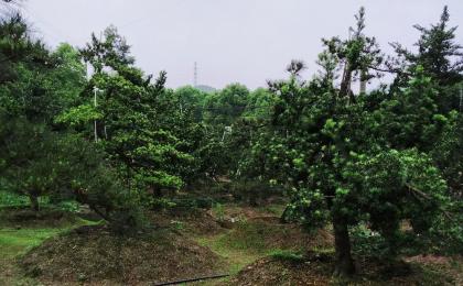 羅漢松造型價格
