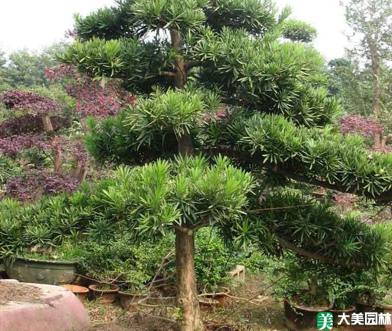 羅漢松