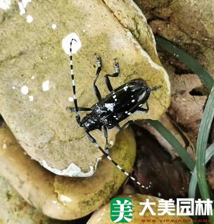 星天牛成蟲