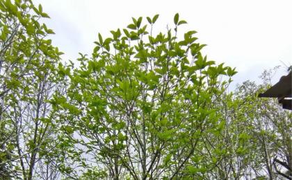 花卉苗木防病蟲害正當時