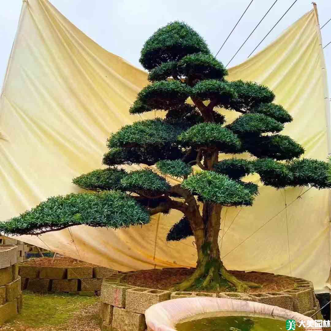 造型羅漢松