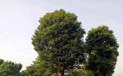 湖南11月份合適種花木嗎